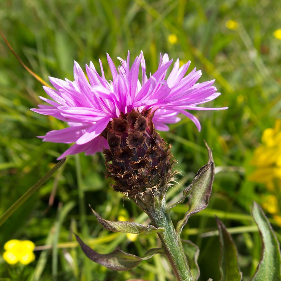Dubbio su Centaurea
